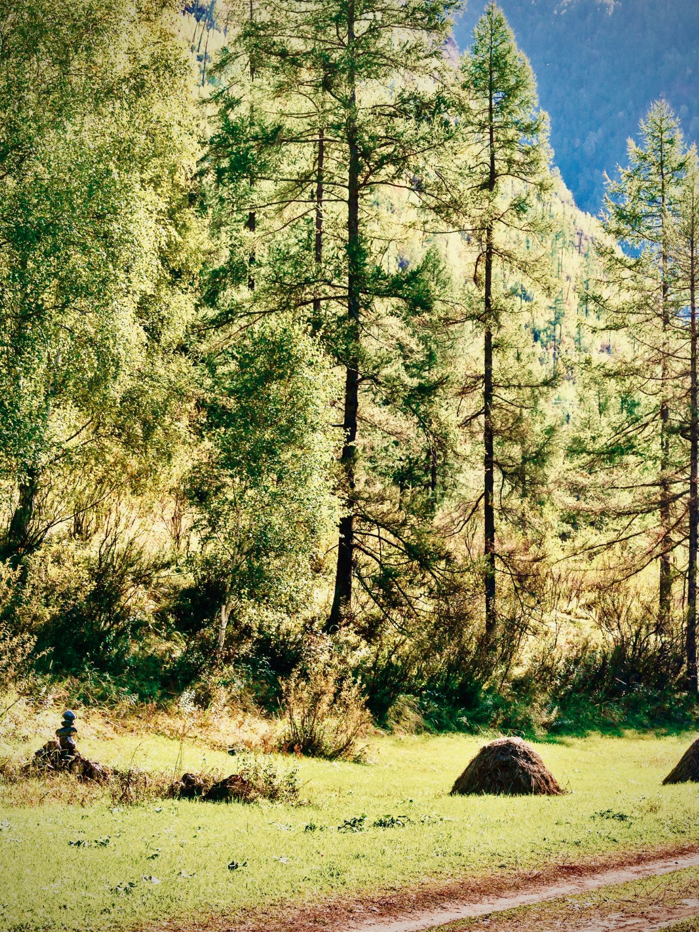 New Zealand Wellington Zealandia Mossy Sanctuary Forest Boardwalkeasytravelpost