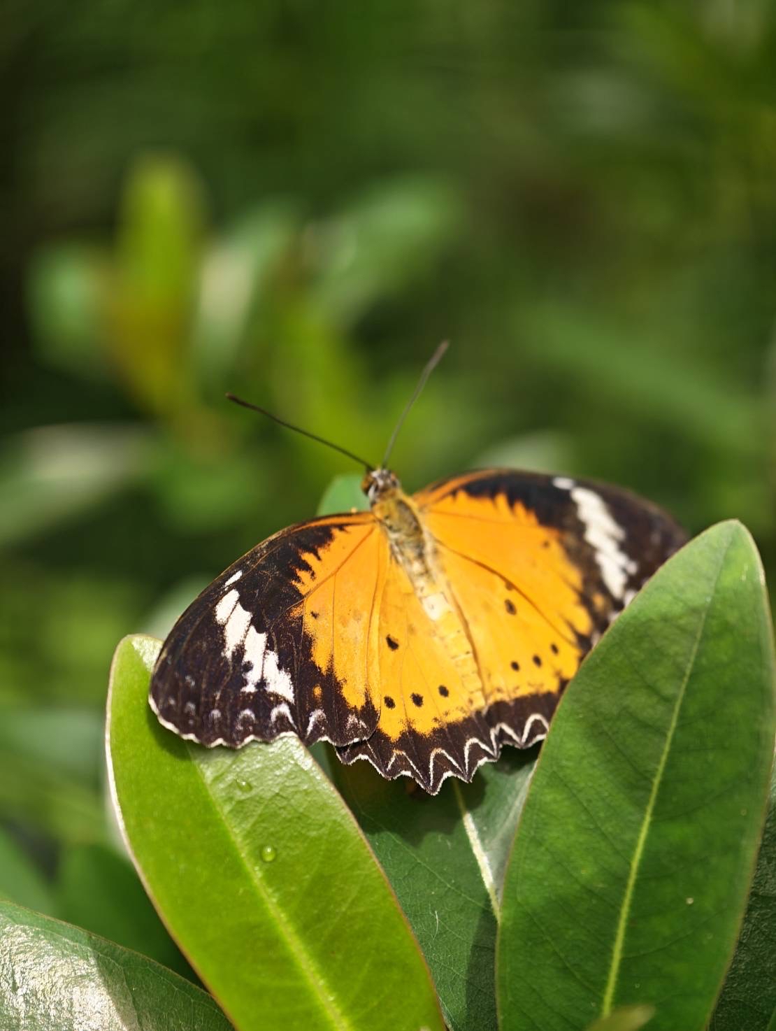 馬來西亞🇲🇾檳城 Entopia 蝴蝶園 走進一座會飛舞的熱帶花園🦋