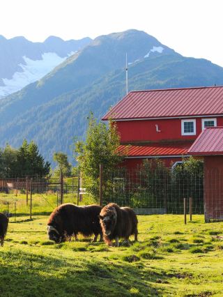 Meet Alaska’s Wildlife in AWCC 🦬🏔️🐻