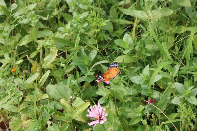 🌸 Discovering Huakai Ecological Park