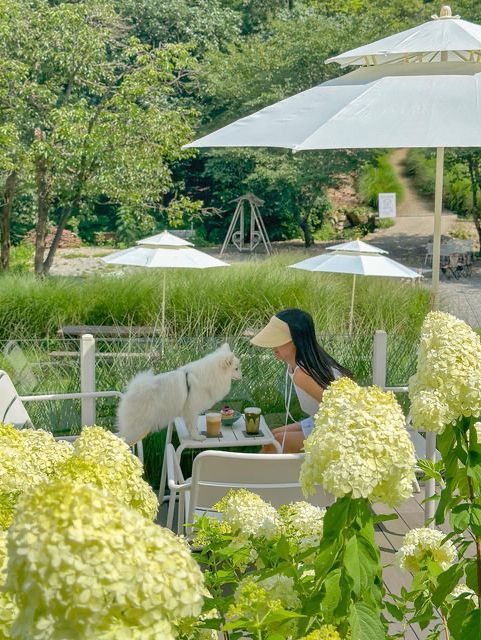 실시간 유럽 수국 가득 핀 담양 카페🍃💚 