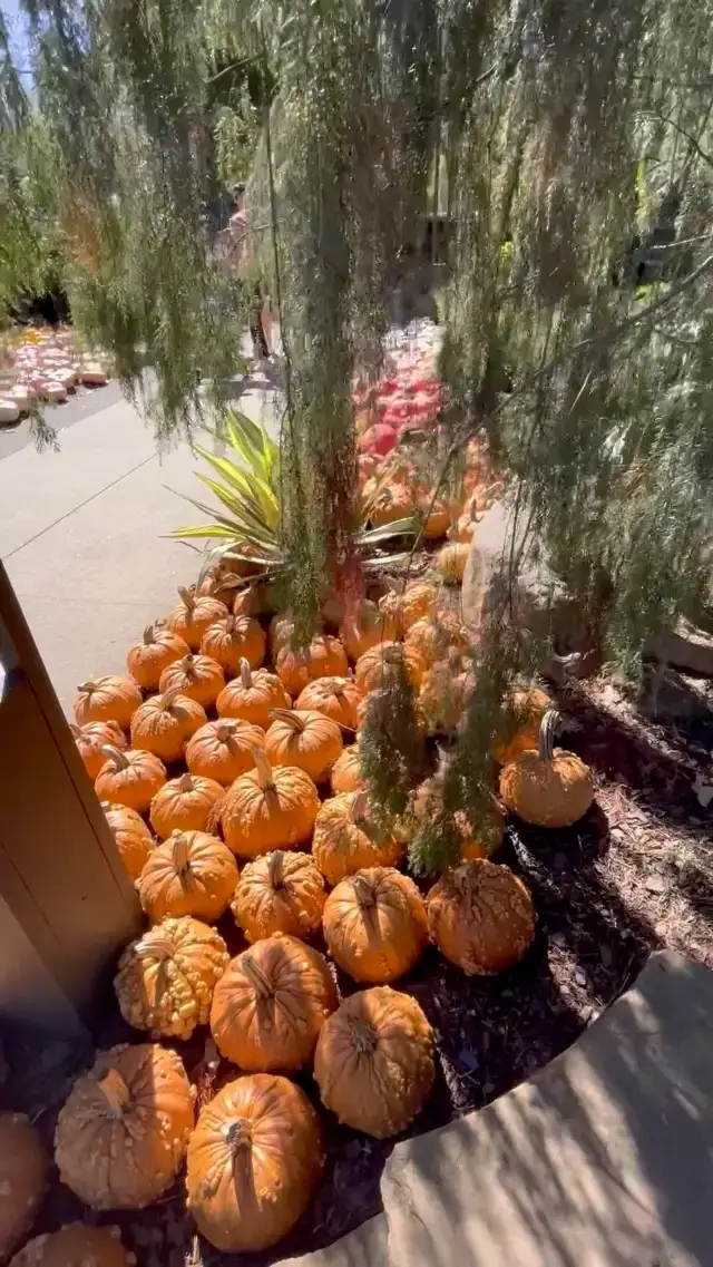 Pumpkin displays at ATLANTA Botanical Garden