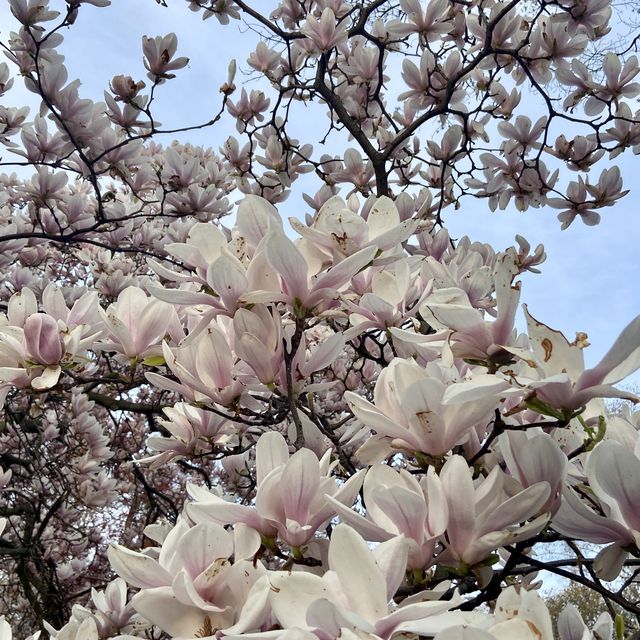 High Park - Cherry Blossoms 🇨🇦