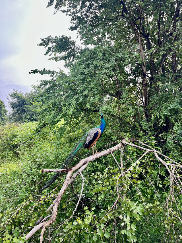 Udawalawe Safari - Sri Lanka. 