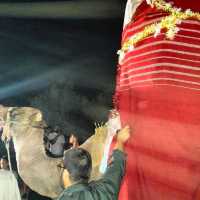 Fantastic journey and Djerbian weeding
