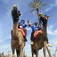 Quad bike and donkey ride