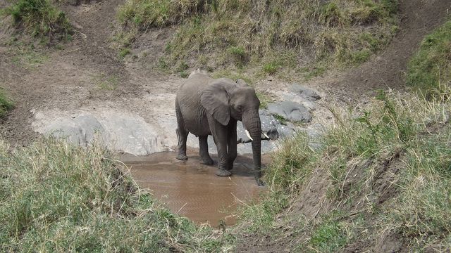 Immersed in Africa's Wildlife Wonderland