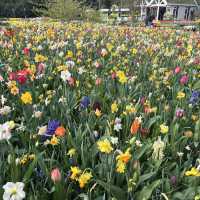 Keukenhof at Amsterdam💐 