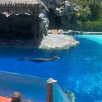 Dolphins in Tenerife!