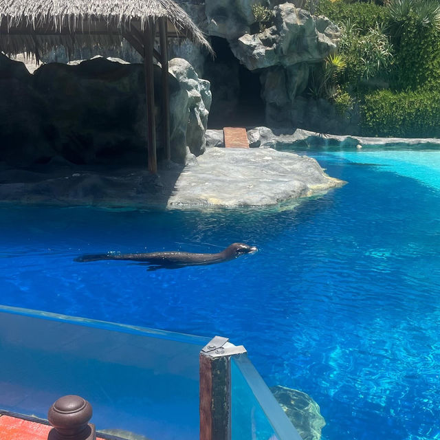 Dolphins in Tenerife!