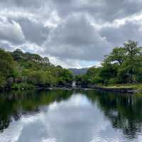 Nature’s Splendor on the Muckross Lake Loop 🍃