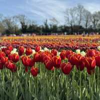 Beautiful Tully’s Tulip Farm 