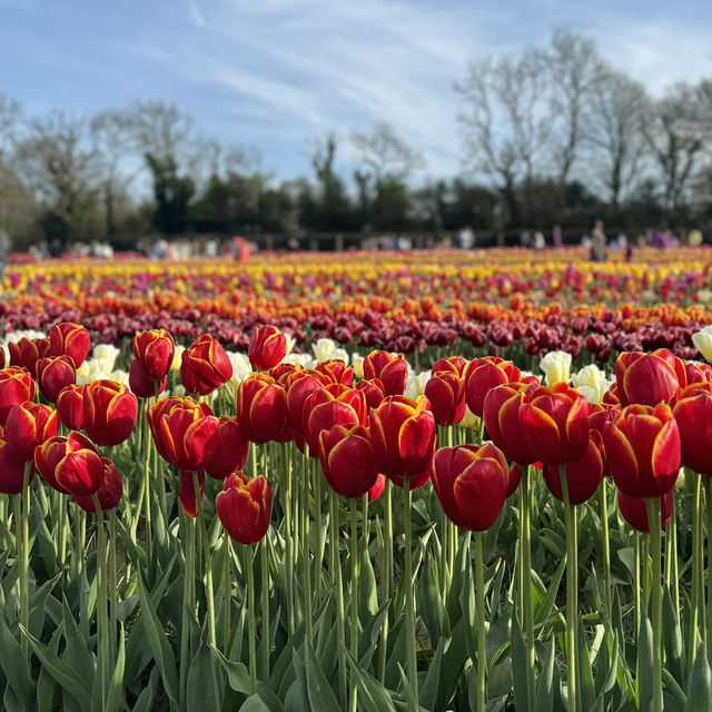 Beautiful Tully’s Tulip Farm 