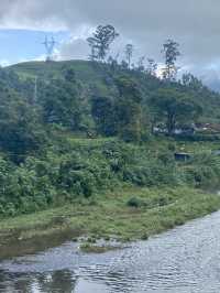 The Aroma of Munnar 