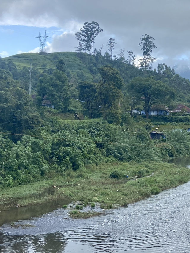 The Aroma of Munnar 