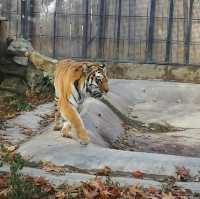 The Eram Zoo in Tehran