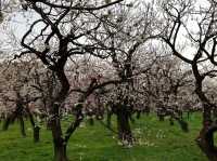 This is a plum garden