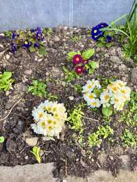 Ranunculus Layers