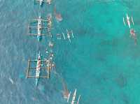 Whale shark Activity in Oslob