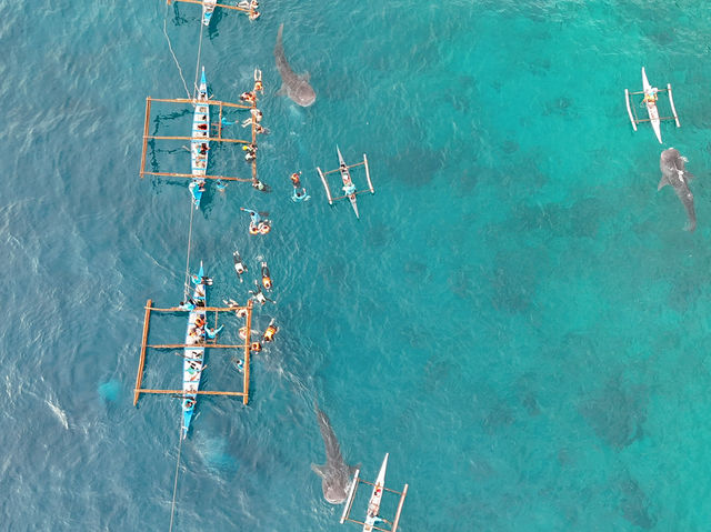 Whale shark Activity in Oslob