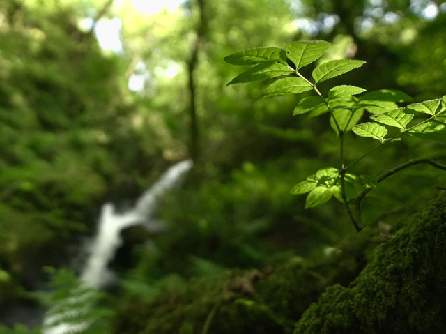 Dolgoch Waterfall - a hidden gem located within Snowdonia’s beautiful national park 
