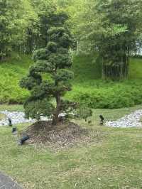 💮 🌿✨ Gardens by the Bay -Daytime