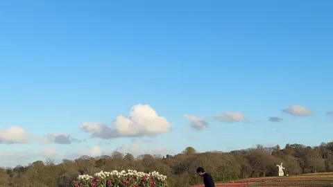 Tulleys Tulip Festival🌷: £25 for one hour, no regrets (but mind the timing) — traveler post in Crawley