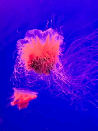 SHANGHAI OCEAN AQUARIUM: An Underwater World.