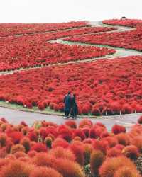 日本紅色波波草海🌺茨城海邊公園