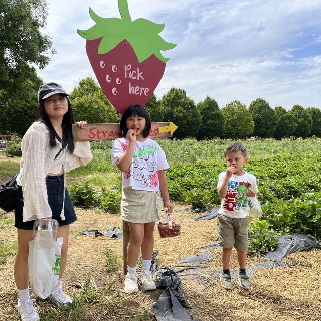 Harvesting Happiness: Fruits and Vegetables 