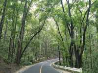 Enchanting Man Made Forest in Bohol 🇵🇭