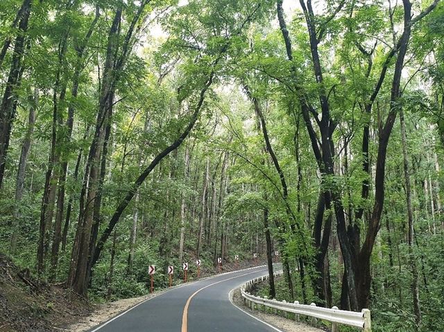 Enchanting Man Made Forest in Bohol 🇵🇭