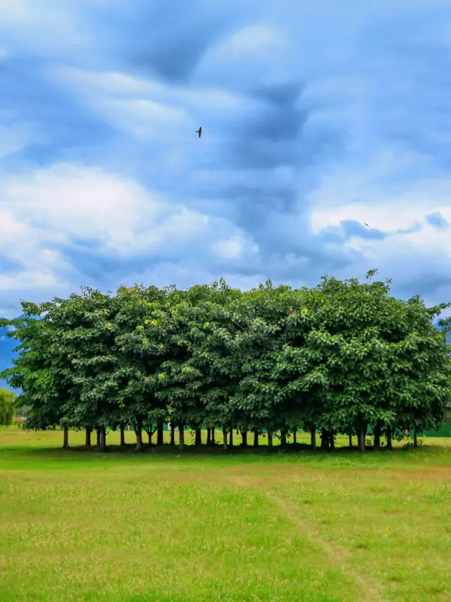 Zhouhai Tongue Park: Dali's new scenery, stunningly coming!