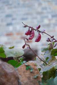 初冬的嶼北,在質樸之外,是斑斕的色彩