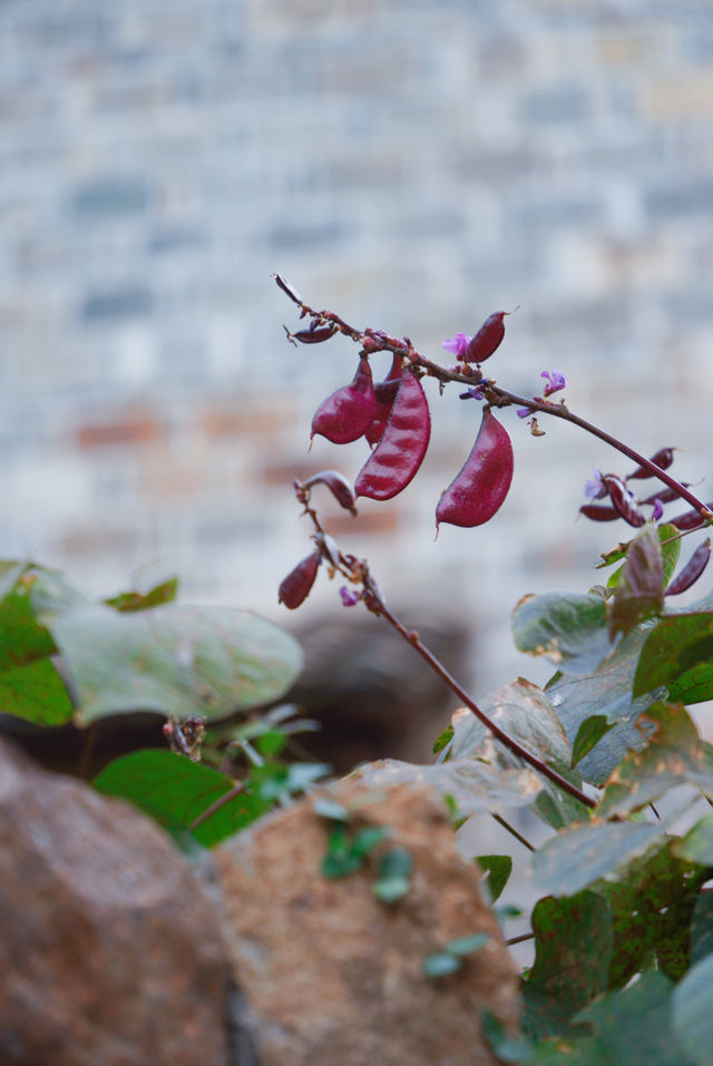 初冬的嶼北,在質樸之外,是斑斕的色彩 初冬的嶼北,在質樸之外,是斑斕的色彩