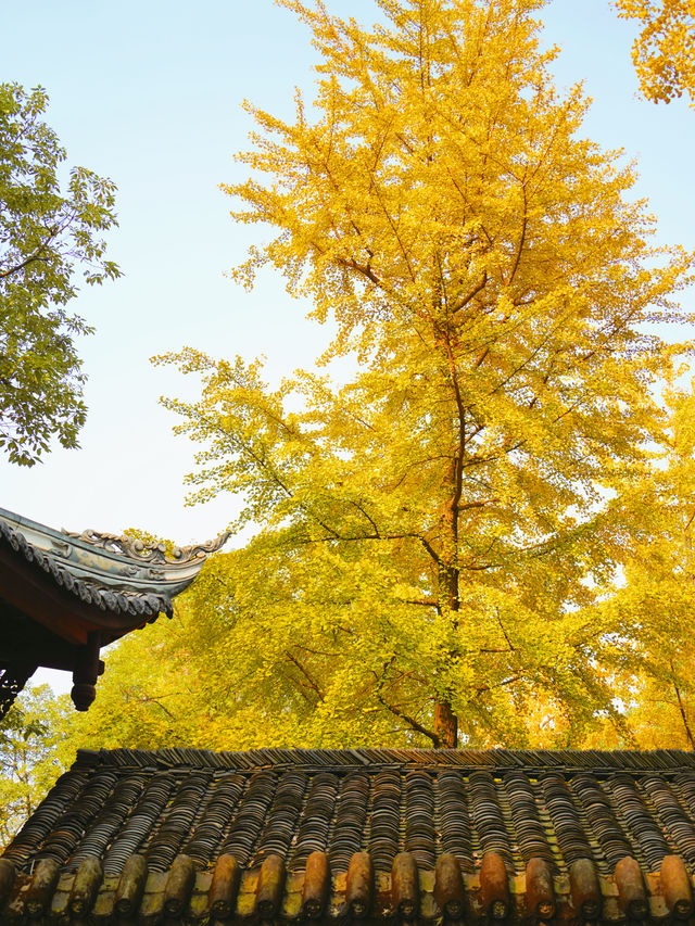 不是北京是成都！！紅牆銀杏正當時！！