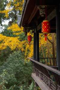 鶴鳴山道觀|道教發源地～賞楓葉賞銀杏聖地