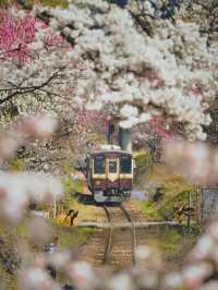 距離東京只有兩小時的櫻花鐵道