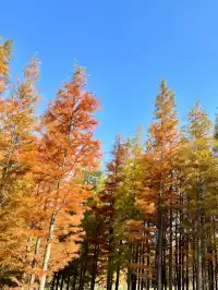 南昌｜魚尾洲公園的紅杉林也太美了吧