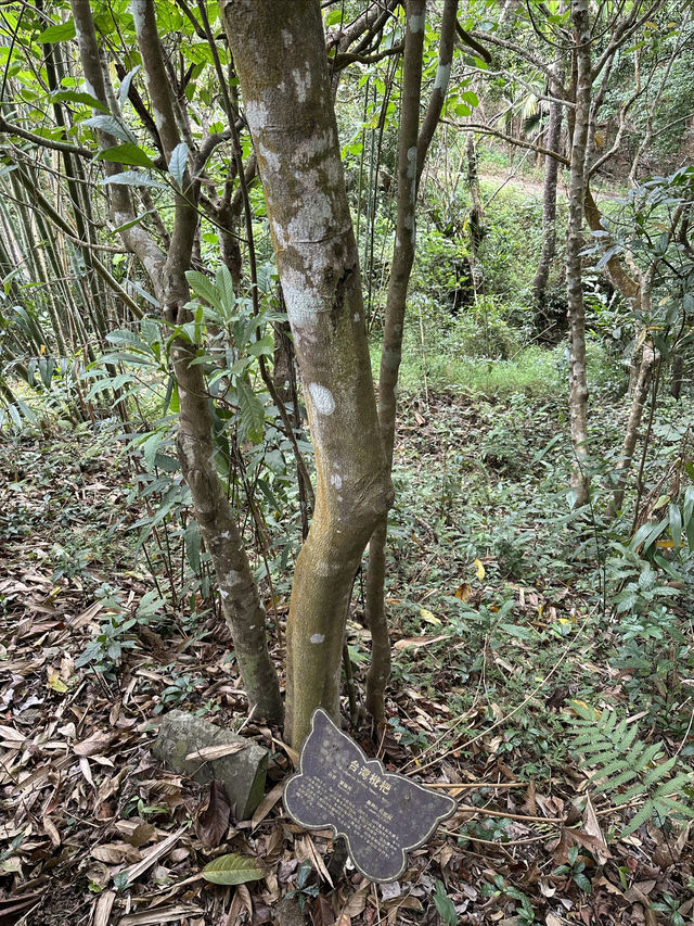 我愛五指山