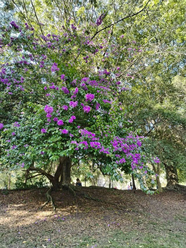 巴西聖保羅IBIRAPUERA公園必打卡