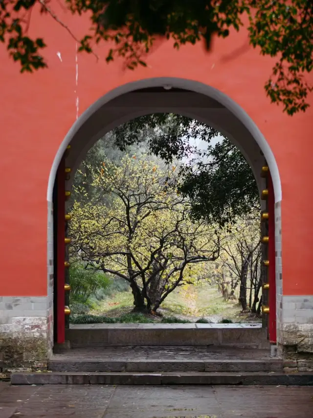 Nanjing |A flower fragrance ten miles, the red wall and winter plum are always the perfect match