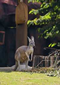 武漢動物園去了哇塞⊙ω⊙