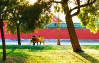 北京賞花地推薦|地壇公園的玉蘭花好美!
