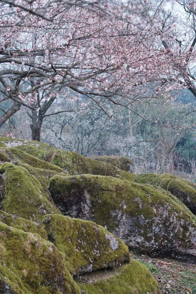 四川大邑鶴鳴山—春始萌發，梅花盛開