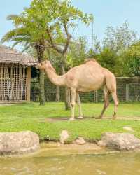 다낭 & 호이안 여행 아이와 가볼만한곳 🐤
남호이안 빈원더스 : 사파리편 🐘🦒