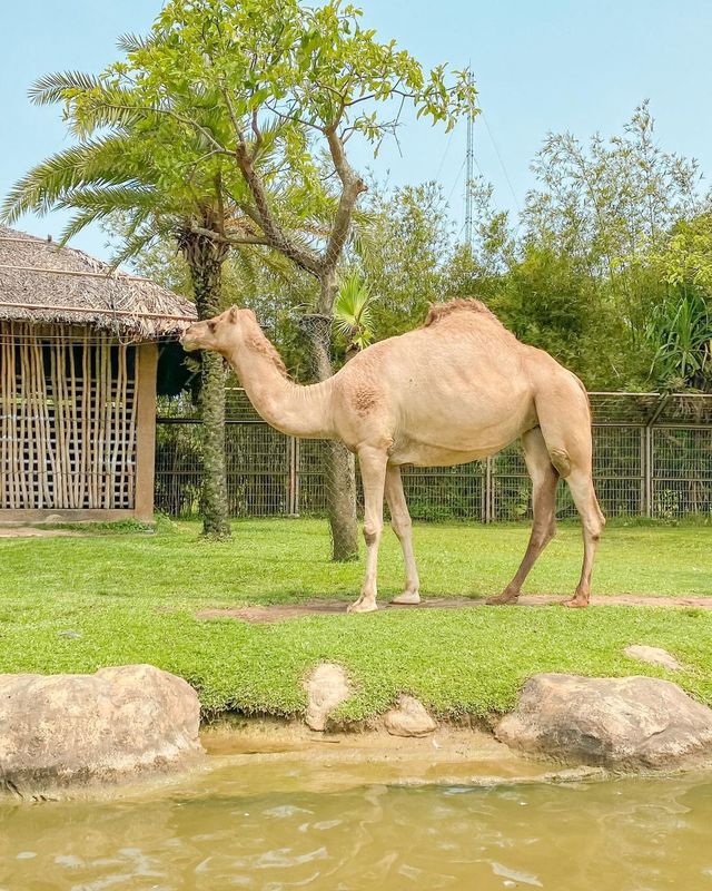 다낭 & 호이안 여행 아이와 가볼만한곳 🐤
남호이안 빈원더스 : 사파리편 🐘🦒