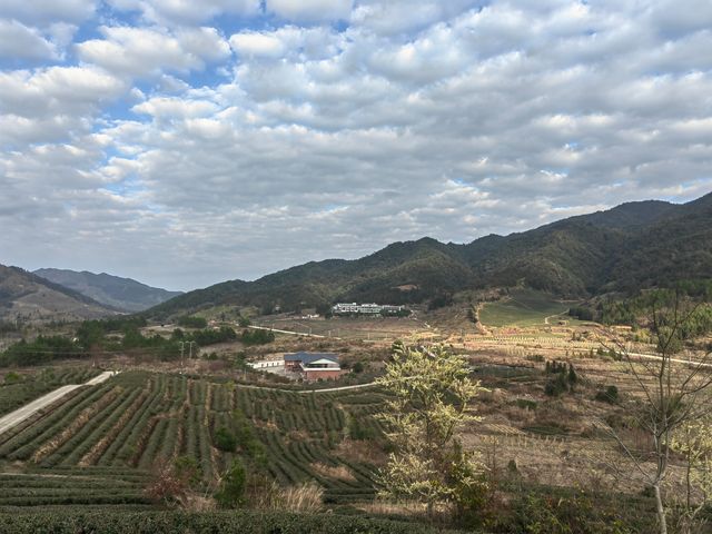 這個高山茶園裡的民宿，確實值得住幾天