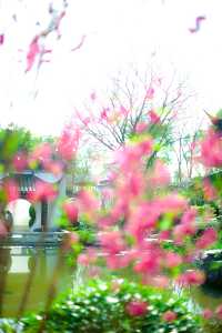春節還未落幕 南寧園博園的桃花就朵朵開！