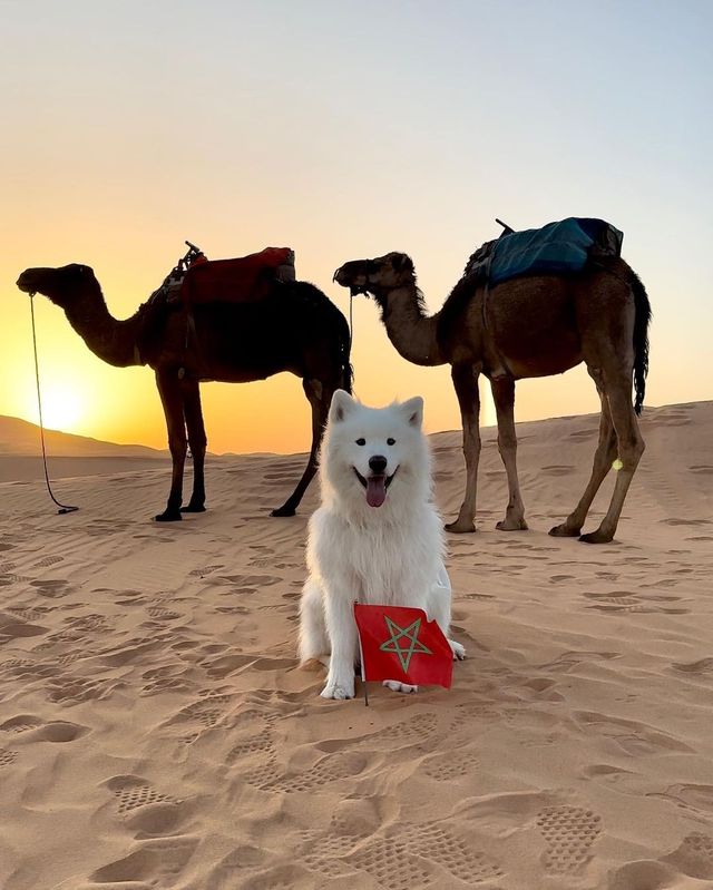 Felix in Morocco, Africa 🇲🇦 😍